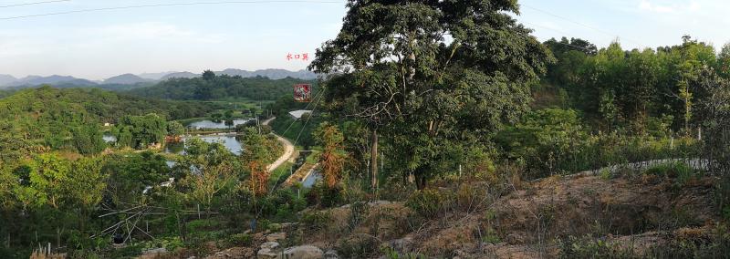 白虎.jpg