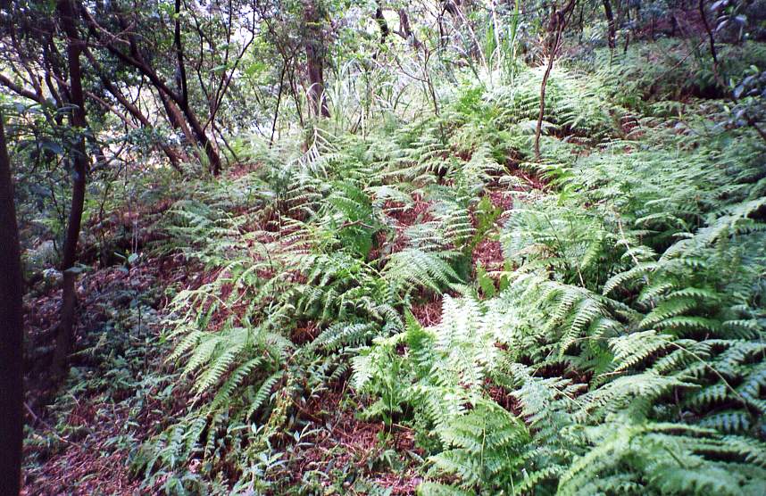 8_255_25.jpg