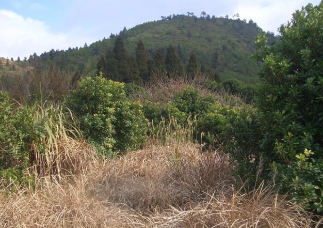 父母山