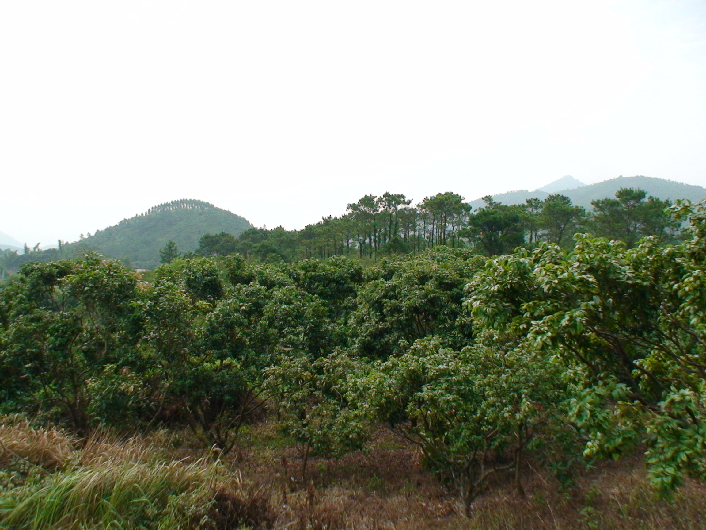 DSC00145.JPG