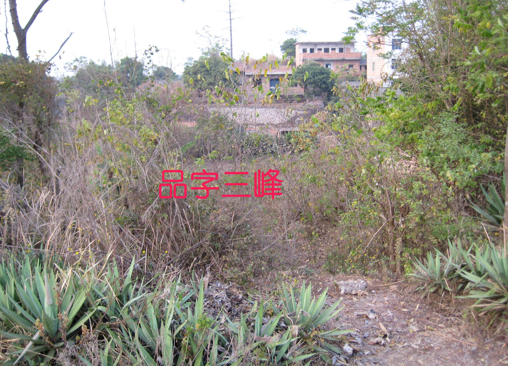 来龙.jpg