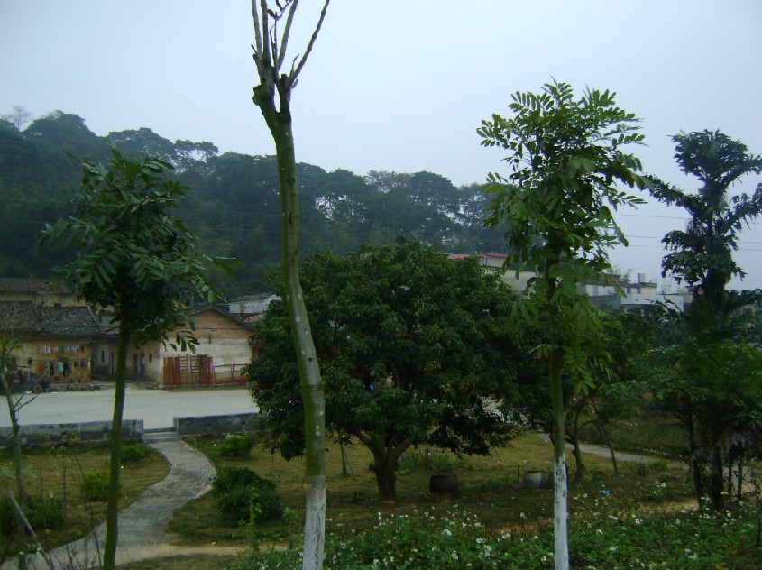 左青龙.jpg