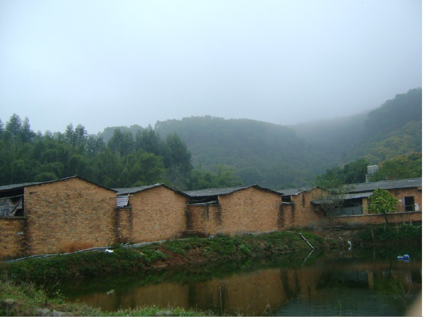 白虎1.jpg