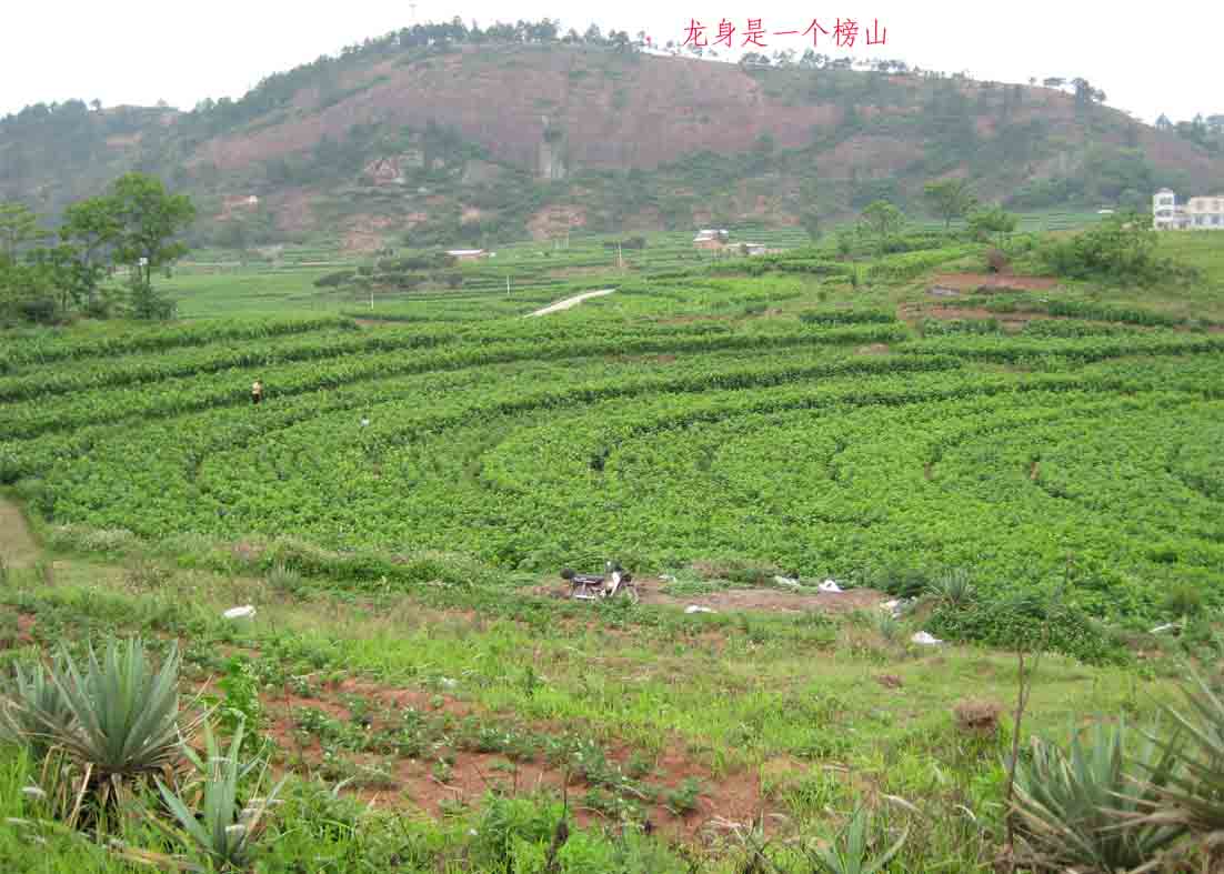 后龙身.jpg