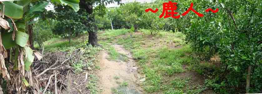 4金鵝孵蛋_近側看束氣與穴頂照.JPG