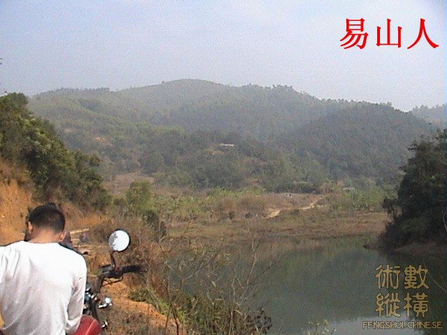 4挂树蛇.jpg