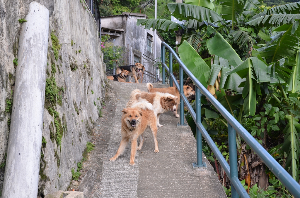 dogs1.jpg