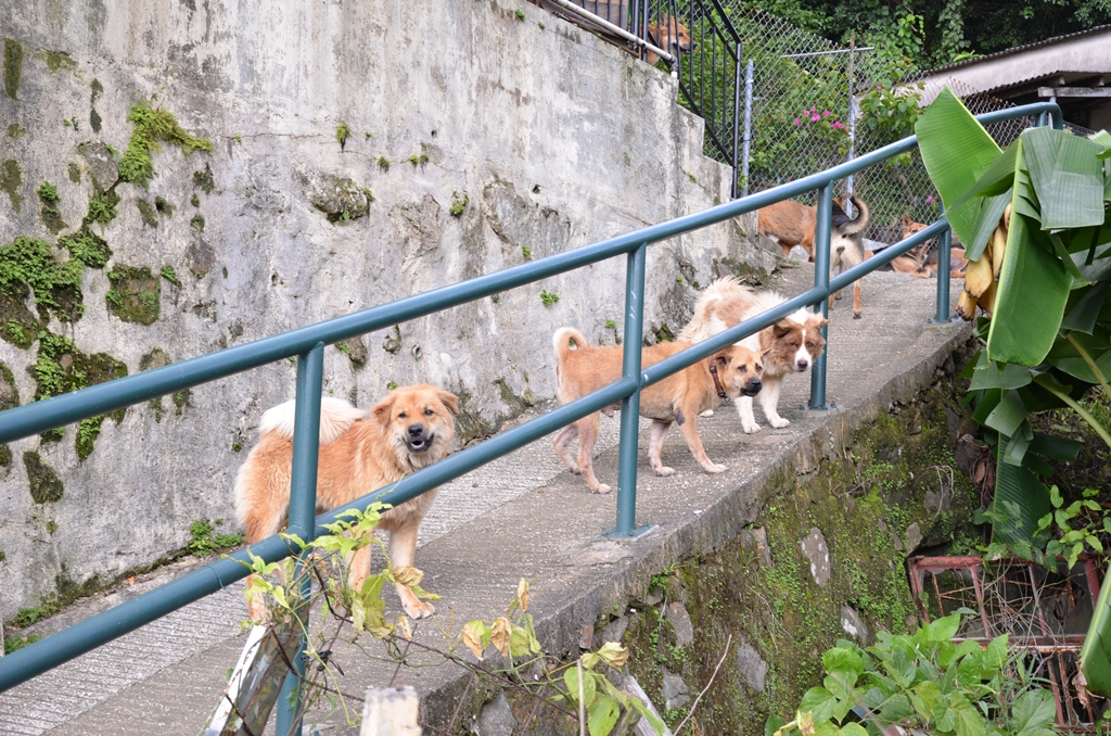 dogs.jpg