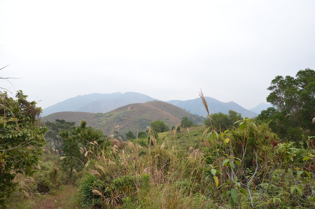 fushan5.jpg