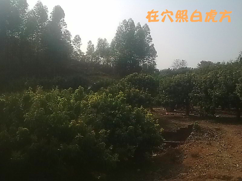 在穴照白虎方.jpg