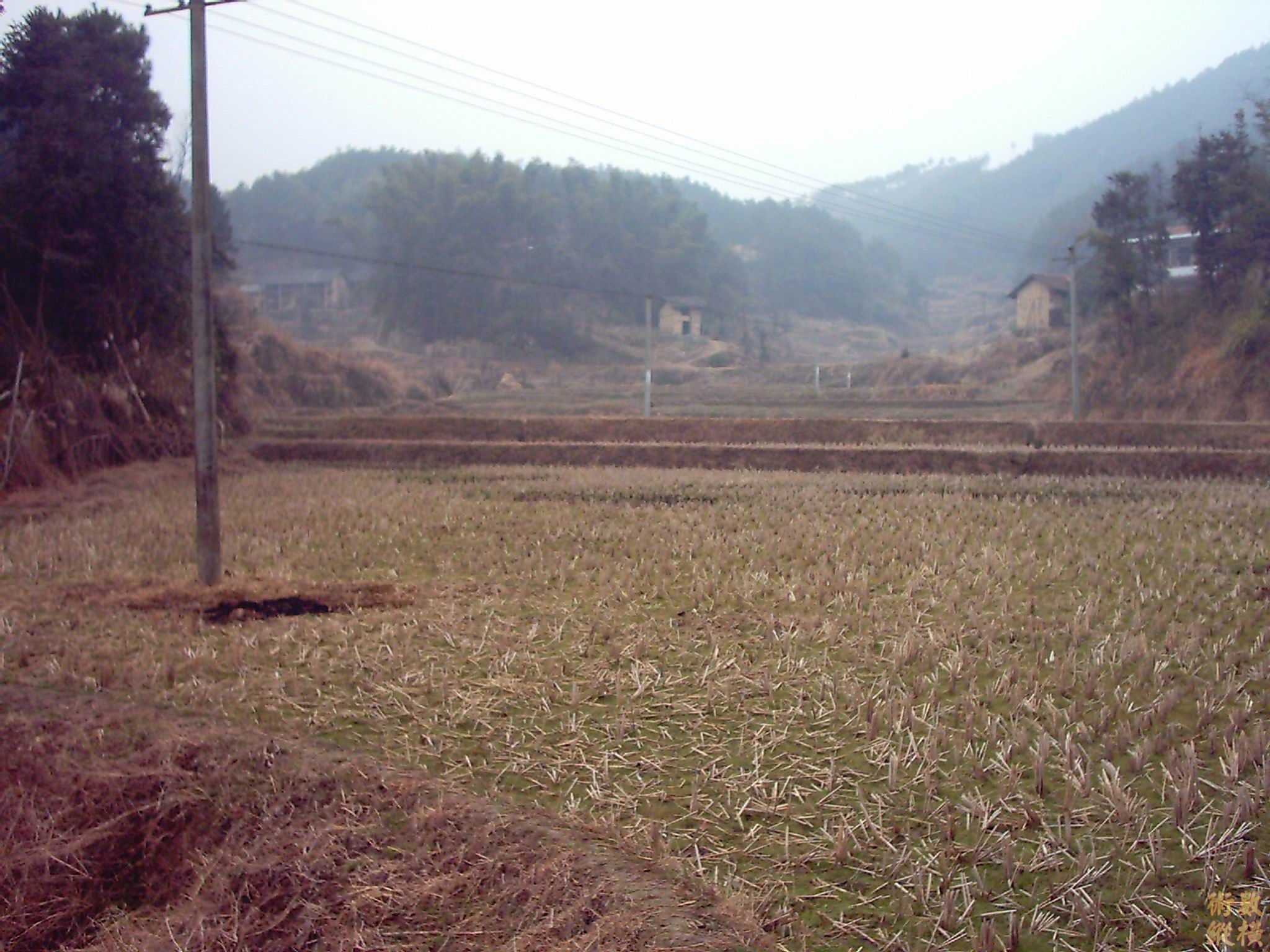 金鸡啄白米066f.jpg