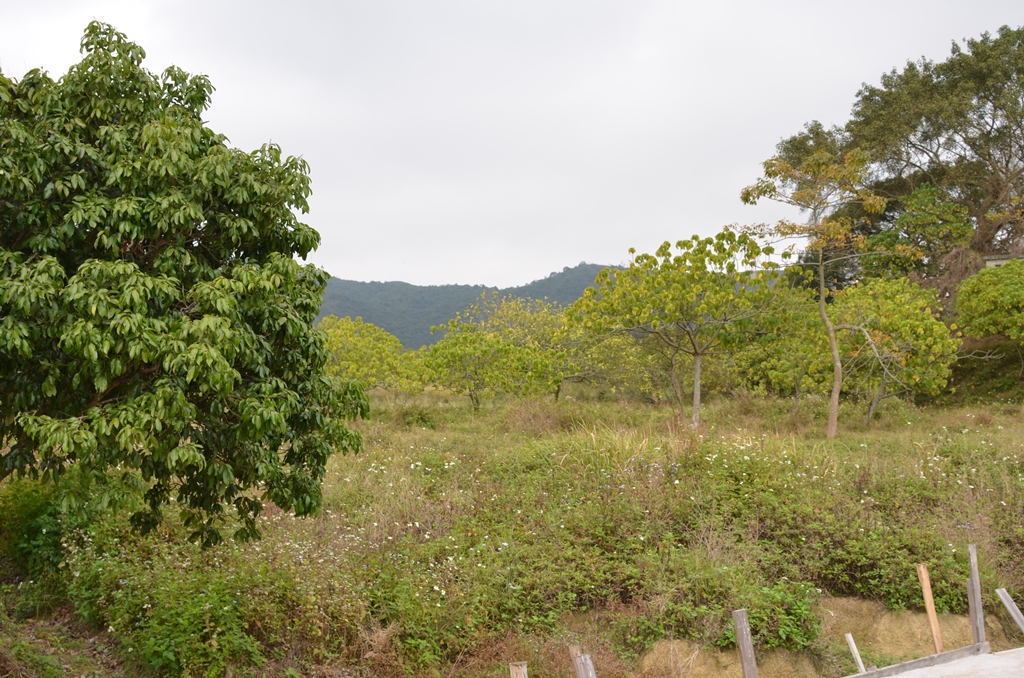tinhau5.jpg