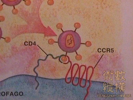 abbr_K疫系统的主要通道，是称为CD4和CCR5的两个受体。.jpg