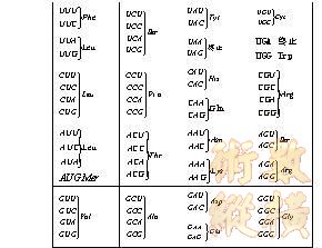 abbr_1%ED%2EJPG%5F0627%2EJPG生命科学上基因组DNA的对立统一.jpg
