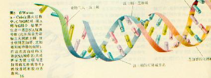dna八卦编码001.jpg