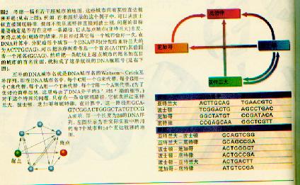 dna八卦编码.jpg