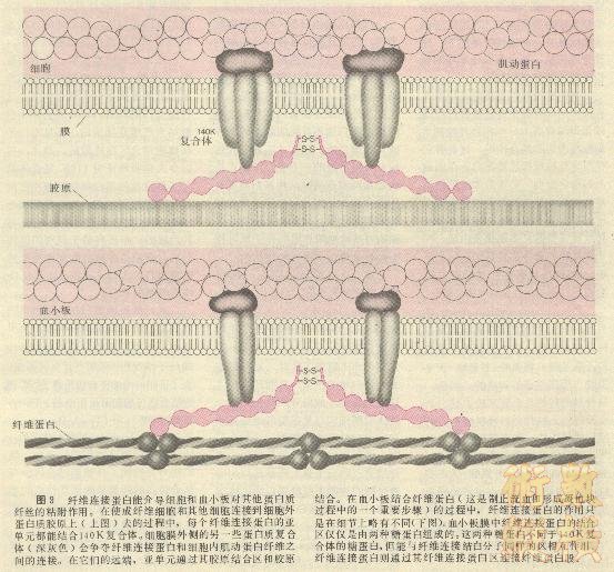 植物连接蛋白的共扼产生.jpg