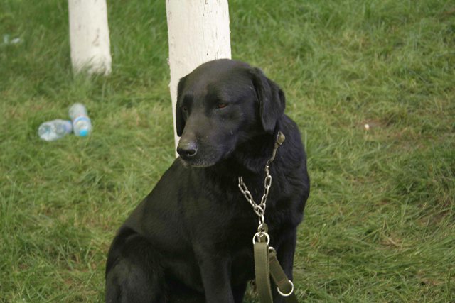 搜救犬