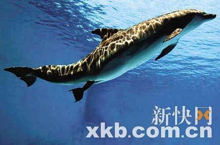 海豚妈妈生产在即。