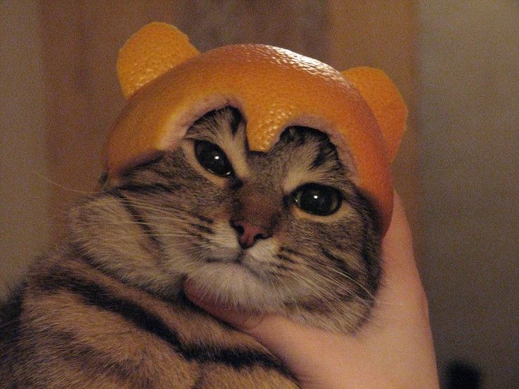 2006019119829981141_rs.jpg