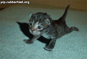 20070425_00cc4d61350228b5ad19YhyDyqrYg9V1.gif