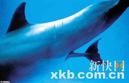 小海豚的尾巴先露了出来。