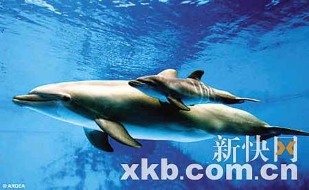 小海豚马上适应了水中环境，与妈妈一起畅游起来。