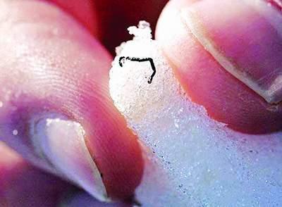冰虫在雪地裏就像一絲細細的小黑線