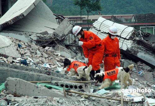 重庆消防官兵动用搜救犬在北川中学废墟中搜寻幸存者。