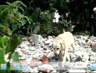 模拟地震中搜救犬闻气味寻获生还者。