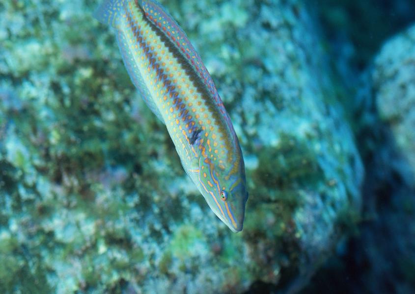 Coral5005.jpg