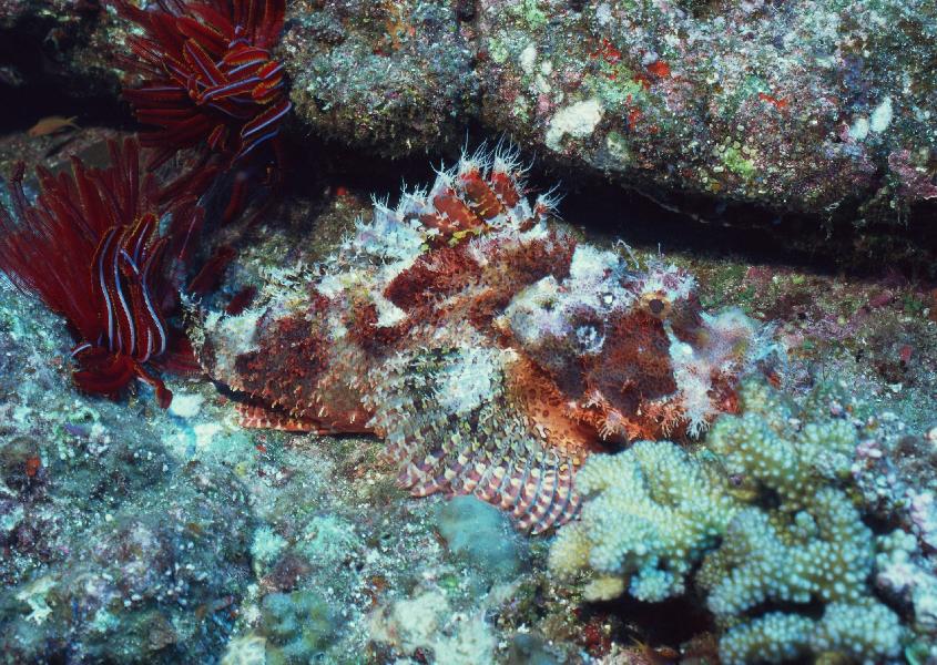 Coral5006.jpg
