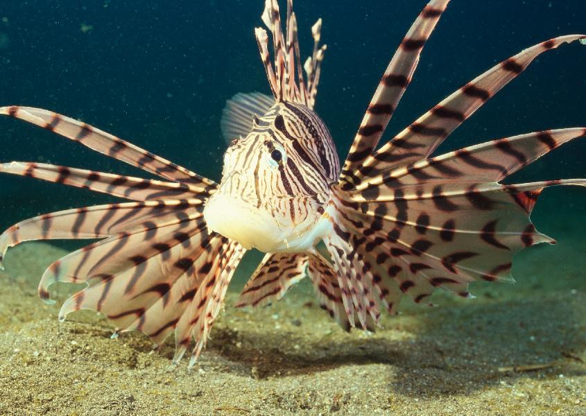 Coral5007.jpg