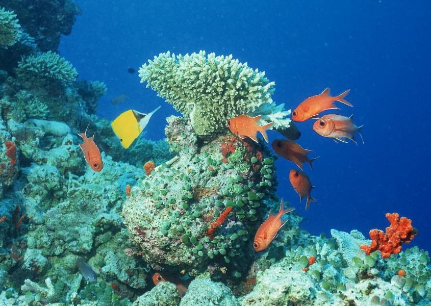 Coral5055.jpg