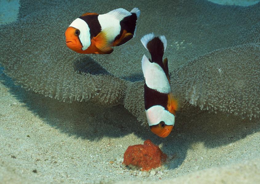 Coral5058.jpg