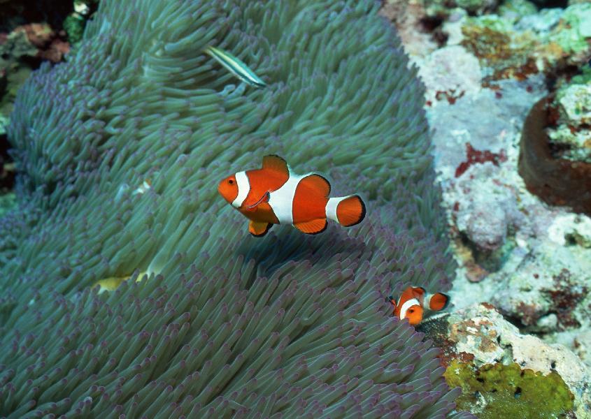 Coral5061.jpg