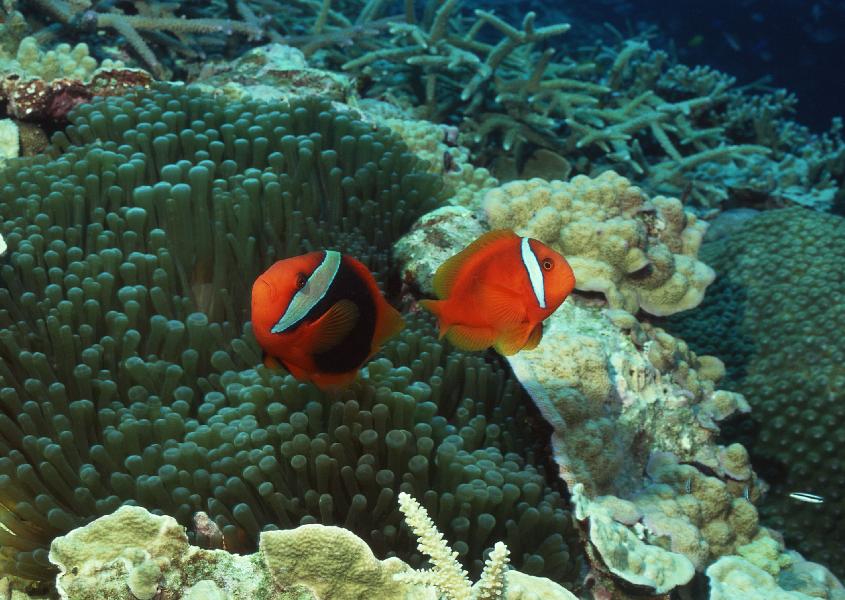 Coral5063.jpg