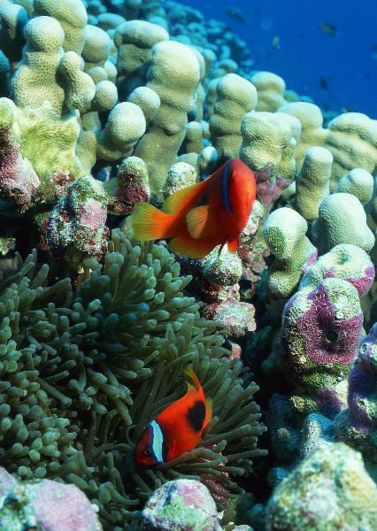 Coral5066.jpg
