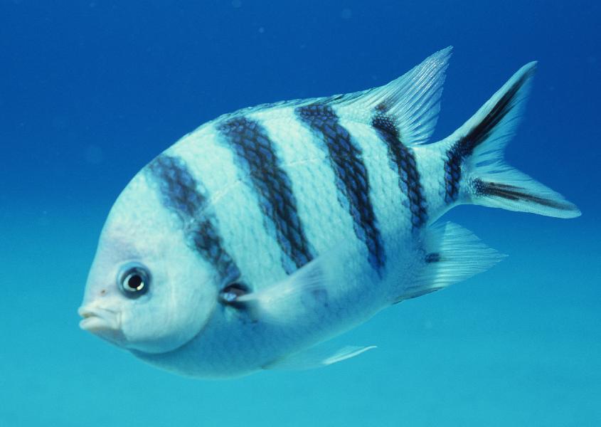 Coral5078.jpg