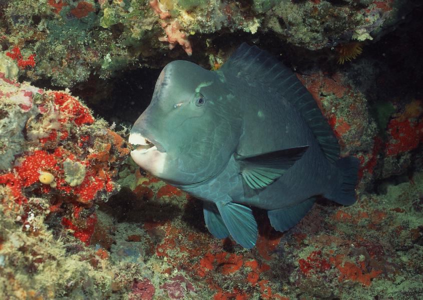 Coral5081.jpg