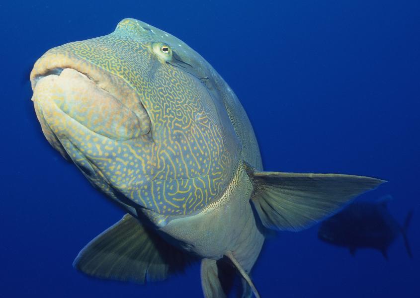 Coral5082.jpg