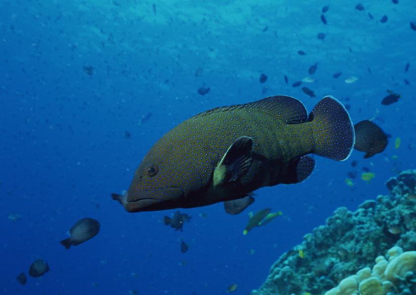 Coral5084.jpg