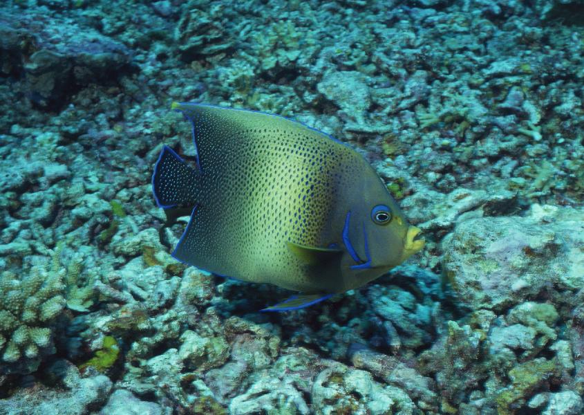 Coral5086.jpg