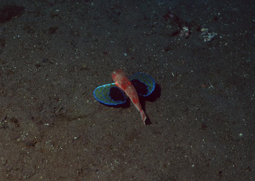 Coral5092.jpg
