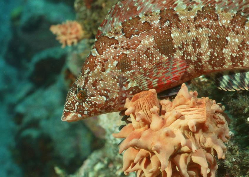 Coral5094.jpg