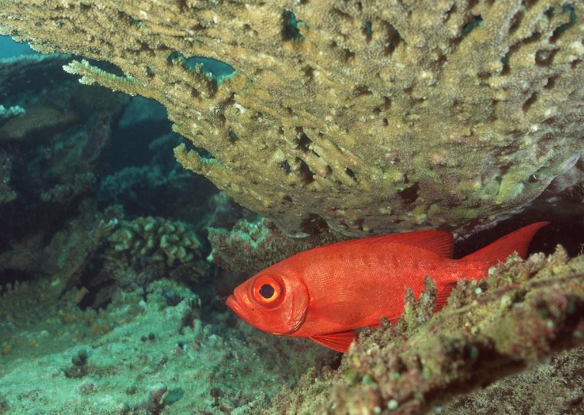 Coral5097.jpg