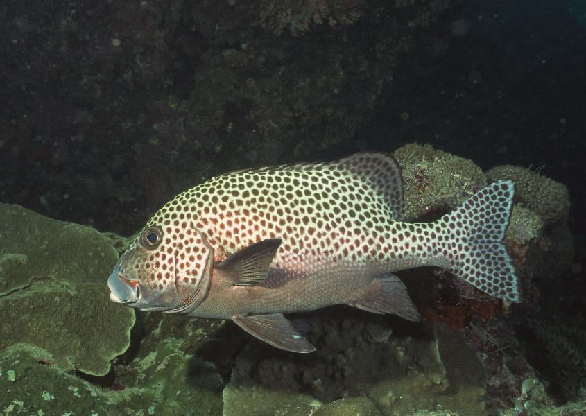 Coral5098.jpg