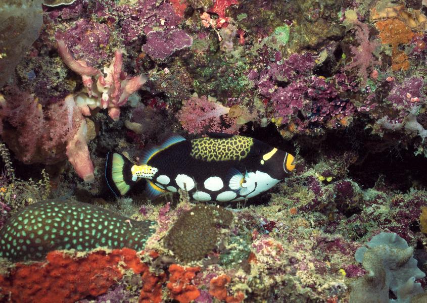 Coral5099.jpg