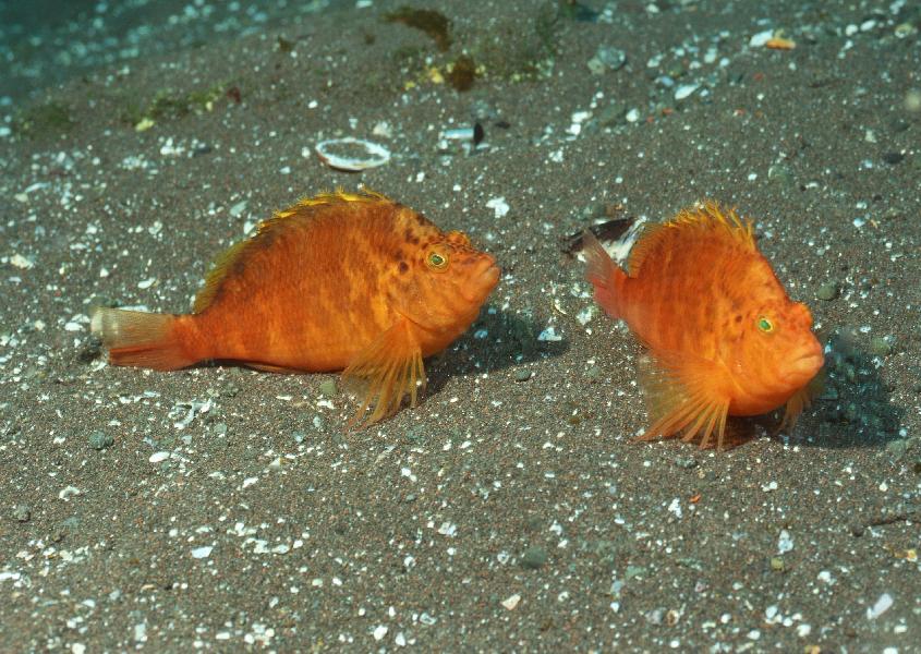 Coral5100.jpg