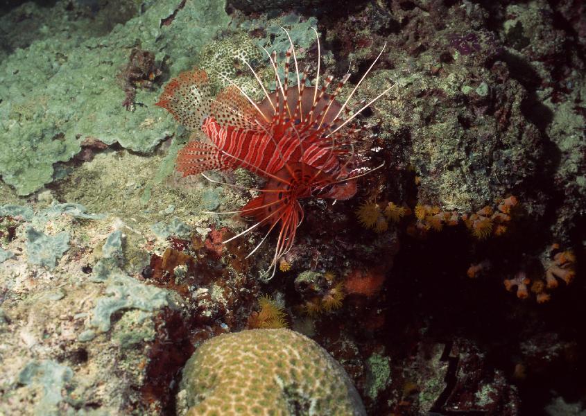 Coral5101.jpg